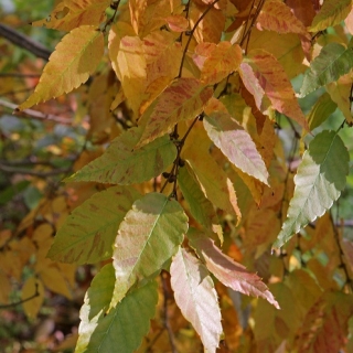 Autumn foliage of Zelkova serrata