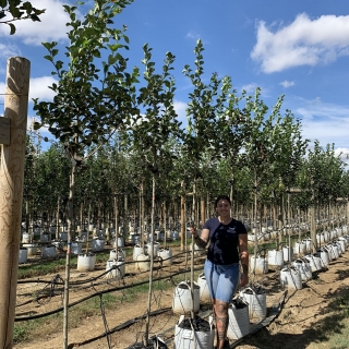 Crataegus x prunifolia