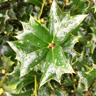 close up of the foliage of Ilex cornuta