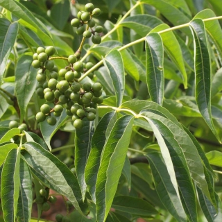 the foliage of Phellodendron amurense