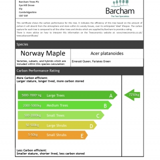 Acer platanoides Farlakes Green