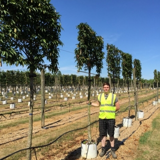 Ostrya carpinifolia Pleached to scale on the barcham trees nursery