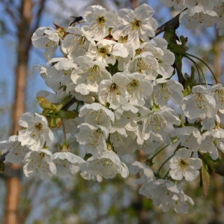 the white blossom of Prunus avium