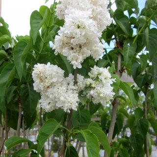 The crisp white flowers of Syringa vulgaris Madame Lemoine