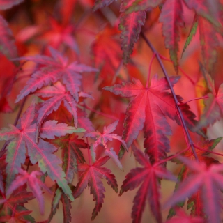 Acer palmatum autumn colour