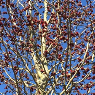 the vivid red flowers of Parrotia persica Vanessa