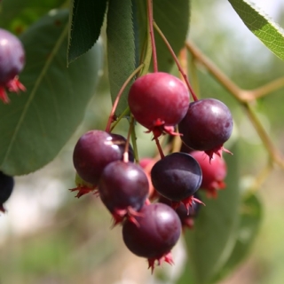 The small berries of Amelanchier Ballerina