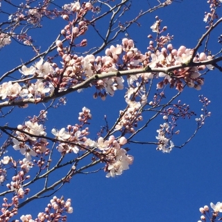 Prunus cerasifera Nigra just coming into flower early March at barcham trees