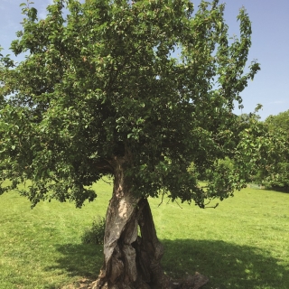 Mature Malus Sylvestris