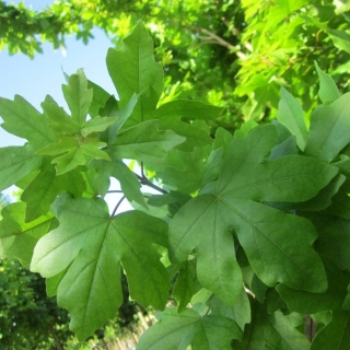 foliage of Acer campestre William Caldwell