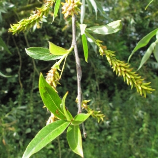 The seeds of Salix alba