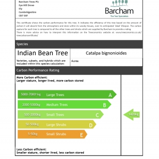 Catalpa bignonioides Aurea