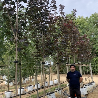 Acer platanoides Crimson King