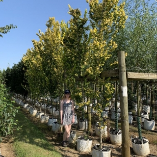 Ulmus carpinifolia Wredei Aurea