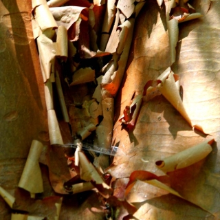 The peeling bark of Betula nigra Multi-stem