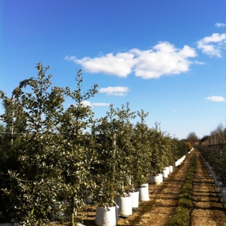 Ilex aquifolium Argentea Marginata