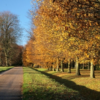 mature avenue of Carpinus betulus