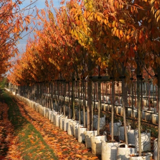 The beautiful orange colour of Prunus Kanzan in autumn