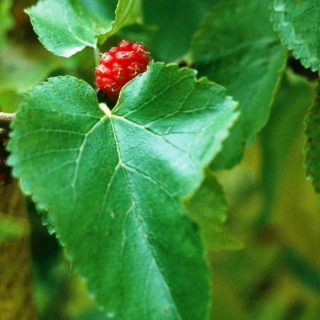 foliage and fruit of Morus nigra