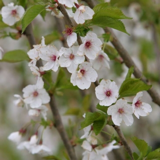 the flowers of Prunus Umineko