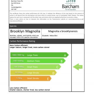 Magnolia x brooklynensis Elizabeth