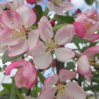 Malus floribunda blossom