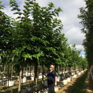 Morus alba Fruitless in summer on the barcham Trees nursery