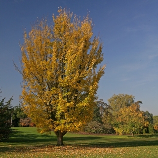 Mature Acer rubrum in Autumn