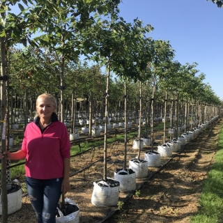 Prunus Shimidsu Sakura on the barcham trees nursery