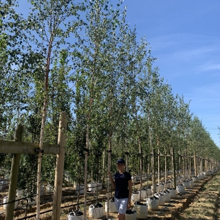 Betula pendula Zwisters Glory