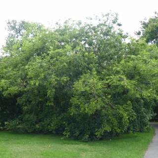 Mature Celtis occidentalisat Kew gardens