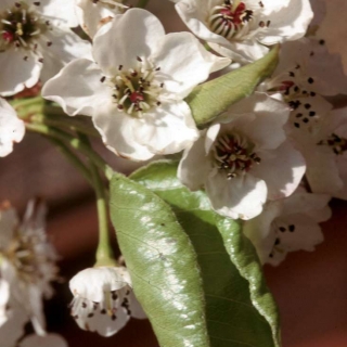 the small white flowers of Pyrus calleryana Chanticleer
