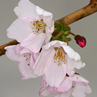 the flower of Prunus subhirtella Autumnalis Rosea in detail