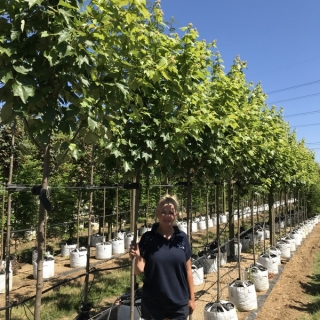 Acer rubrum Scanlon at barcham treees nursery