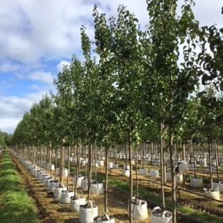 Pyrus Beurre Hardy at barcham trees