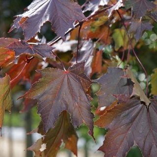 The red foliage of Acer platanoides Royal Red