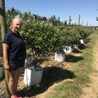 row of Photinia fraseri Red Robin mushroom shape