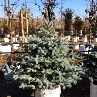 Picea pungens Blue Diamond at Barcham Trees