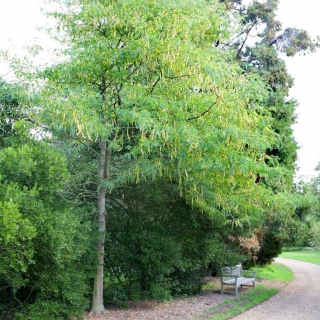 mature Gleditsia triacanthos