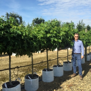 Liquidambar styraciflua Gumball