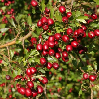 The bright red fruits of Crataegus monogyna in detail