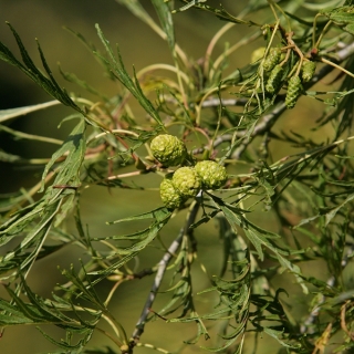 Alnus glutinosa Imperialis female catkins