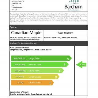 Acer rubrum Bowhall