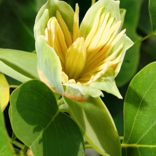 The tulip like flower of  Liriodendron tulipifera