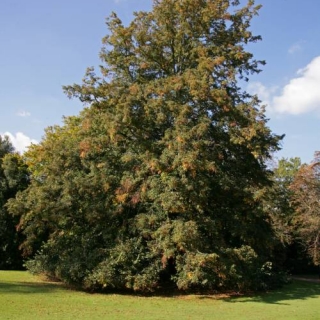 Mature Tilia platyphyllos