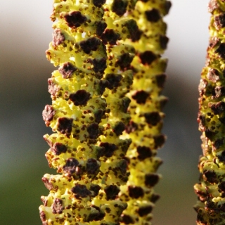 The catkin of Betula pendula