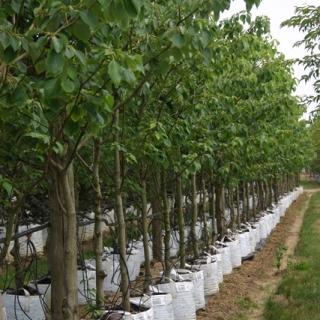 Cornus controversa on the barcham trees nursery