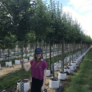 Crataegus monogyna Alboplena