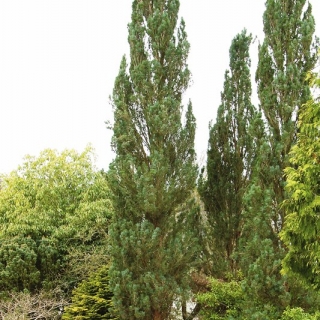 Mature Pinus sylvestris Fastigiata