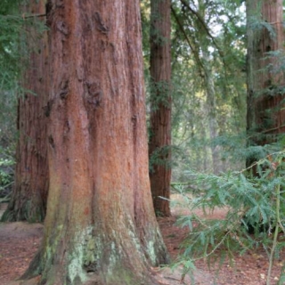 Sequoia sempervirens bark